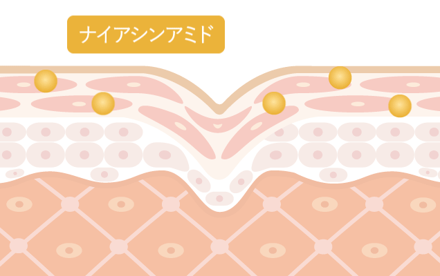 ナイアシンアミドがコラーゲン生成を促進してくれる様子